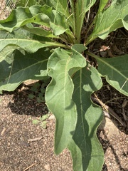 Silphium gracile