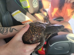 Terrapene carolina major