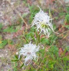Clematis hexapetala