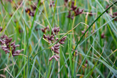 Bolboschoenus maritimus