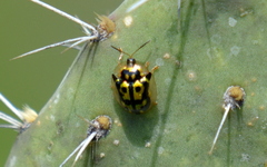 Deloyala lecontei
