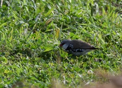 Stagonopleura guttata