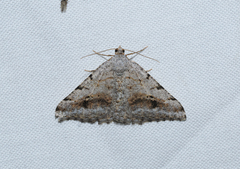 Digrammia pictipennata