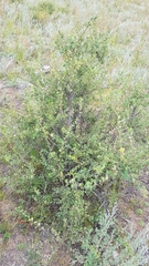 Spiraea aquilegifolia