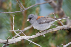 Junco hyemalis caniceps
