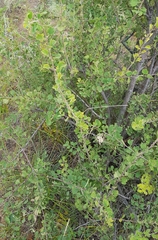 Spiraea aquilegifolia