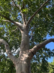 Terminalia arjuna