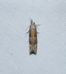 Epiblema abruptana