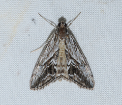 Evergestis simulatilis