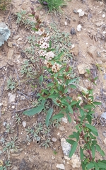 Lespedeza daurica