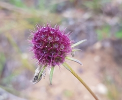 Scabiosa comosa