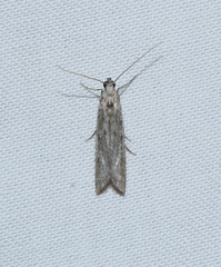 Homoeosoma electella