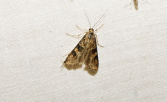 Nomophila nearctica