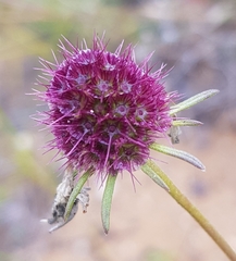 Scabiosa comosa