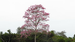 Tabebuia rosea