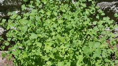 Chenopodium opulifolium