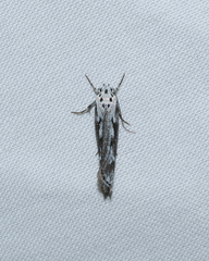 Ethmia semitenebrella