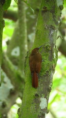 Dendrocincla fuliginosa