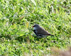 Stagonopleura guttata