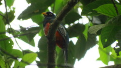 Trogon mesurus