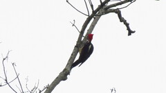 Dryocopus lineatus