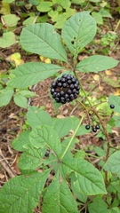 Eleutherococcus senticosus