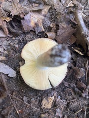 Russula