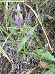 Gentianella amarella