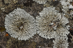 Physcia caesia