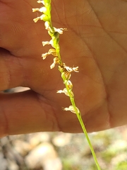 Spiranthes lacera