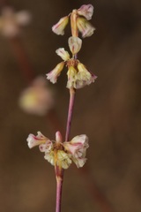 Eriogonum baileyi baileyi