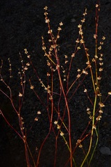 Eriogonum baileyi baileyi