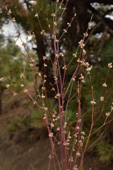 Eriogonum baileyi baileyi