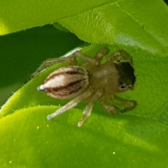 Maratus scutulatus