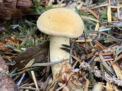 Chroogomphus tomentosus