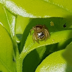 Maratus scutulatus