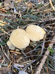 Chroogomphus tomentosus