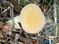 Chroogomphus tomentosus