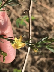 Hypericum drummondii