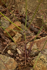 Eriogonum baileyi baileyi