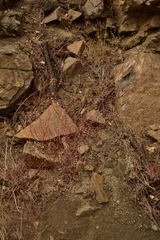 Eriogonum baileyi baileyi