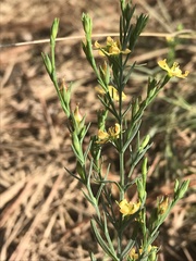 Hypericum drummondii