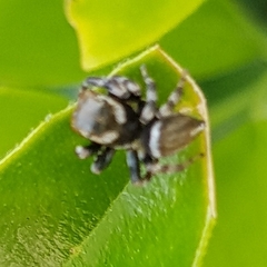 Maratus scutulatus