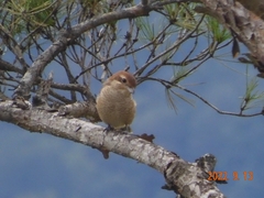 Lanius bucephalus