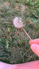 Taraxacum erythrospermum