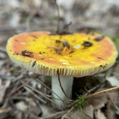 Russula aurea