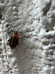 Disonycha glabrata