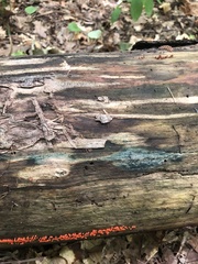 Chlorociboria aeruginascens