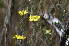 Hibbertia riparia