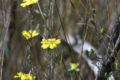 Hibbertia riparia